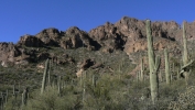 PICTURES/Rogers Trough Trail/t_Saguaros1.JPG